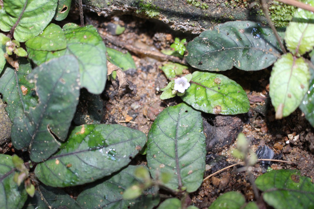 Strobilanthes reptans (G.Forst.) Moylan ex Y.F.Deng & J.R.I.Wood